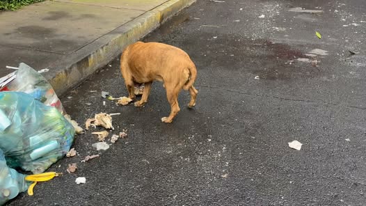 Dog sighting photo