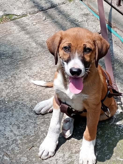 Dog sighting photo