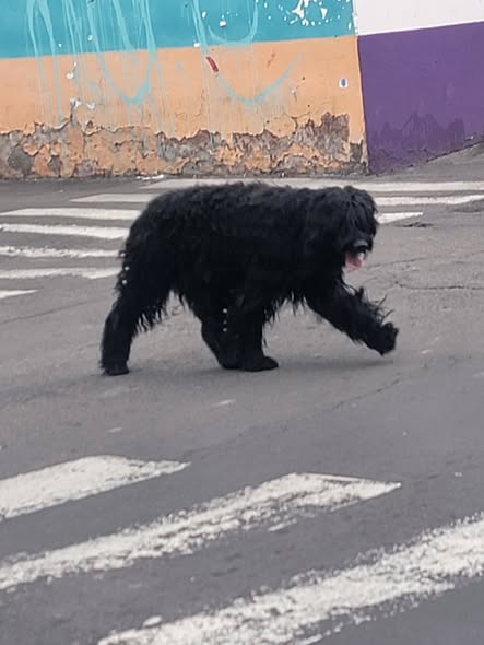 Dog sighting photo