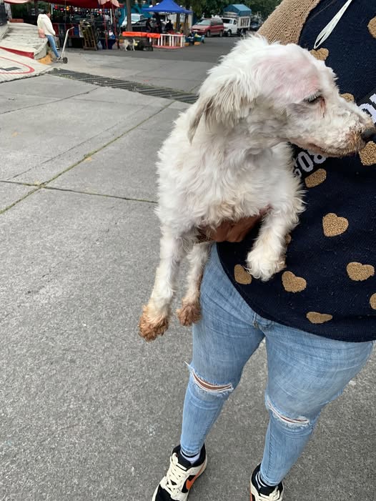 Foto del avistamiento de perro