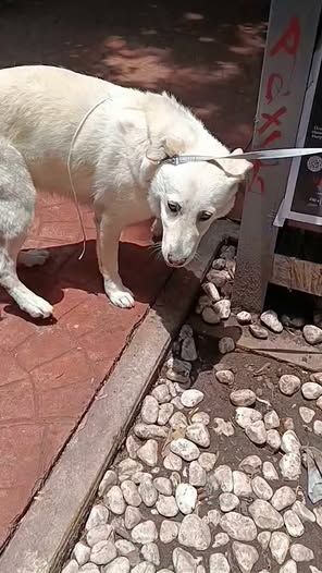 Foto del avistamiento de perro