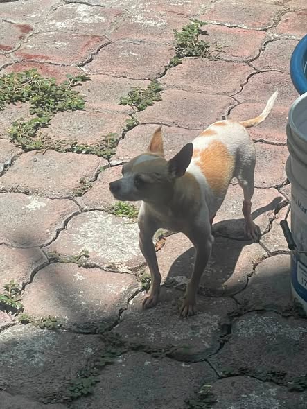 Foto del avistamiento de perro