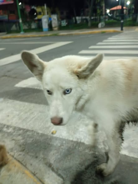 Foto del avistamiento de perro