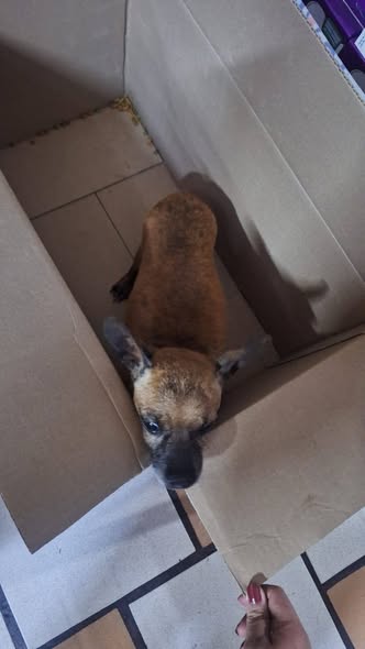 Foto del avistamiento de perro