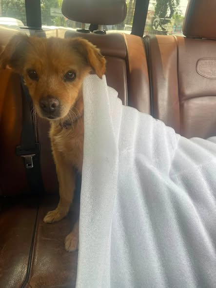 Foto del avistamiento de perro