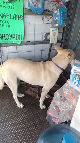 Foto del avistamiento de perro