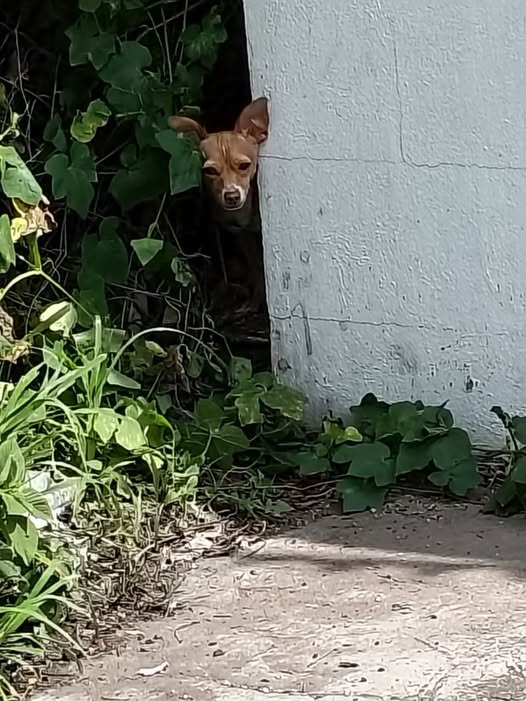 Dog sighting photo