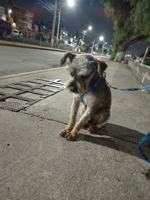 Dog sighting photo