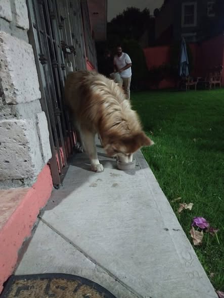 Foto del avistamiento de perro