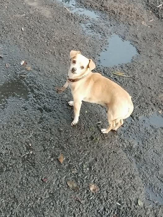 Dog sighting photo