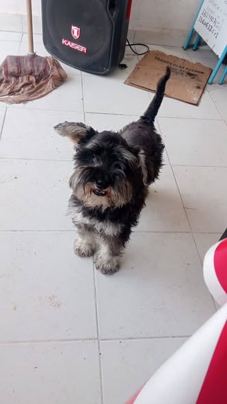 Dog sighting photo