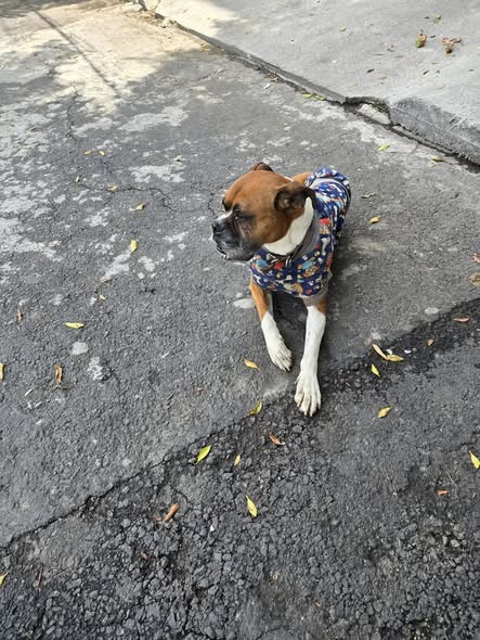 Foto del avistamiento de perro