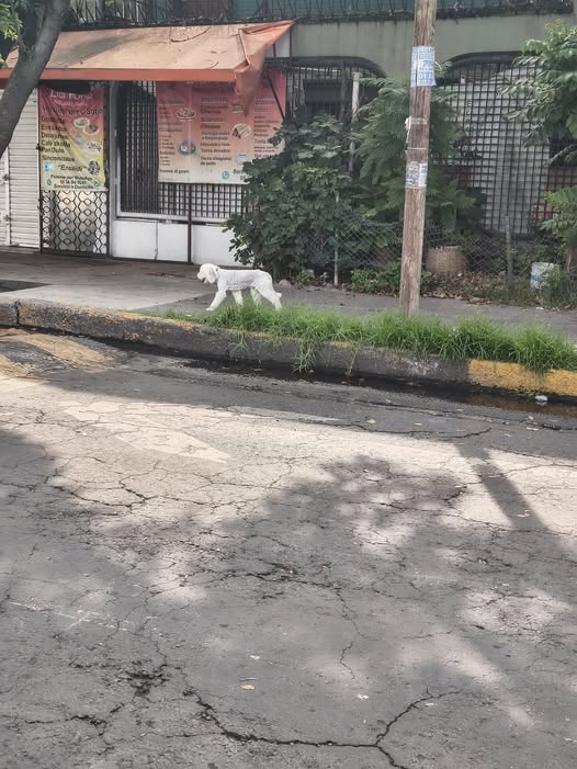 Foto del avistamiento de perro