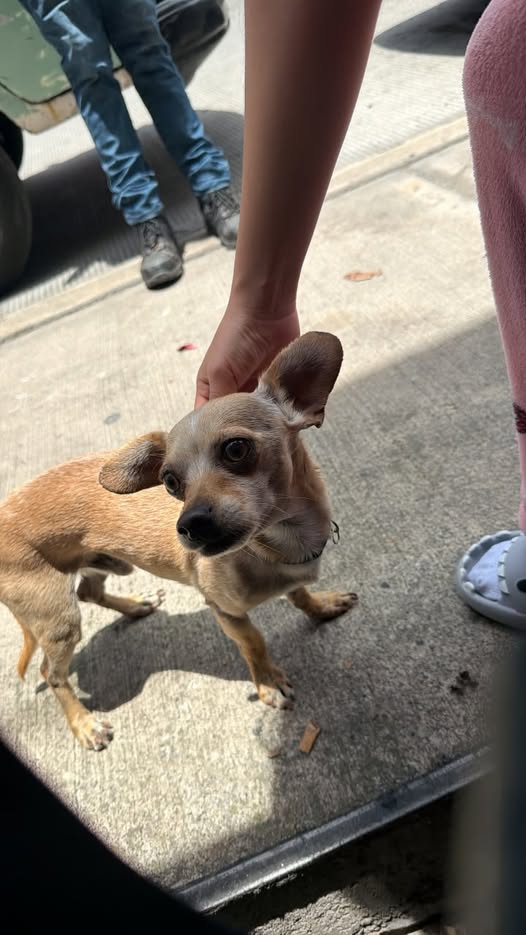 Dog sighting photo