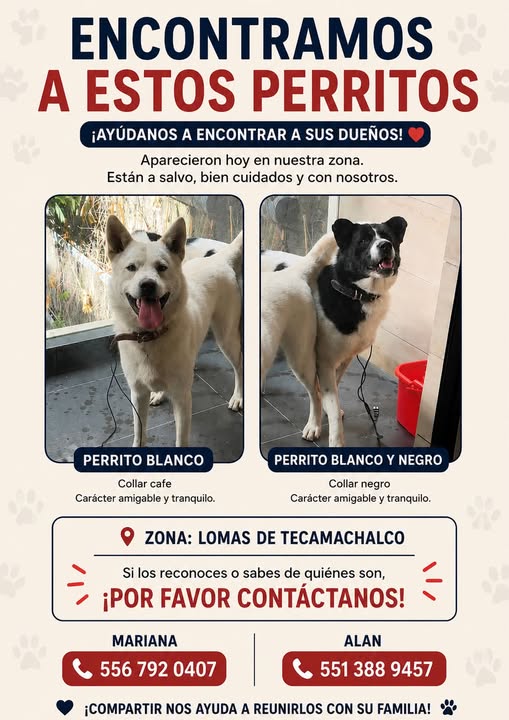 Foto del avistamiento de perro
