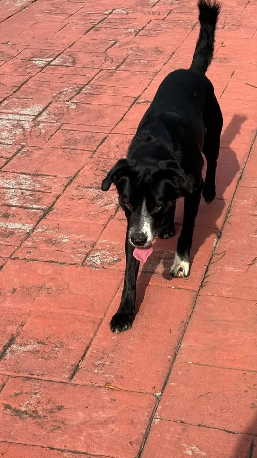 Foto del avistamiento de perro