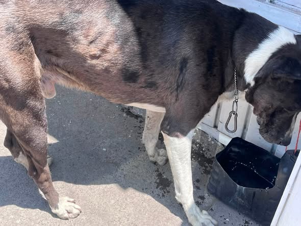 Dog sighting photo