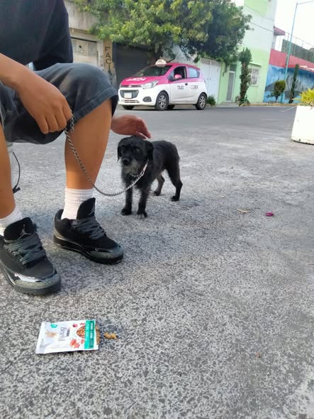 Dog sighting photo