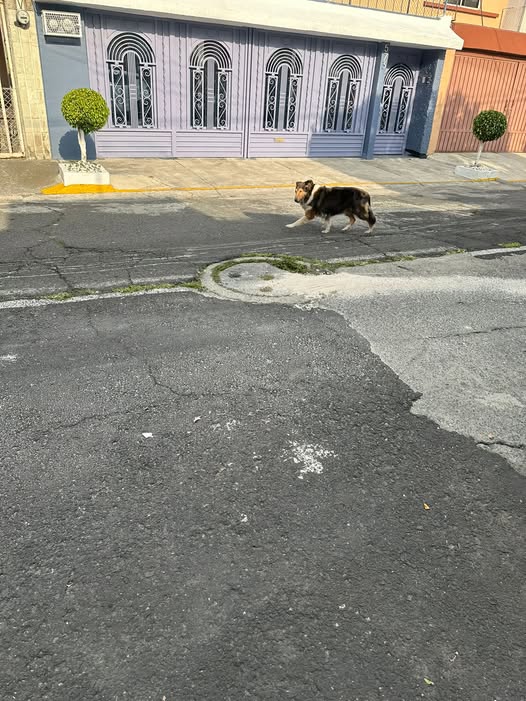 Dog sighting photo