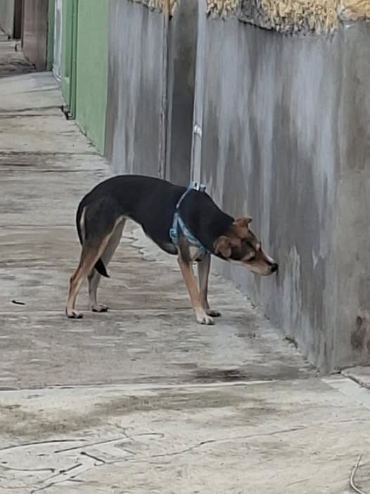 Dog sighting photo
