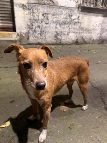 Dog sighting photo