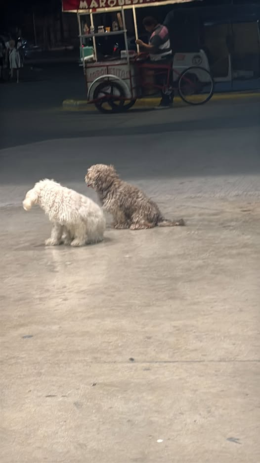 Dog sighting photo