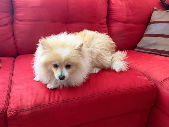 Dog sighting photo