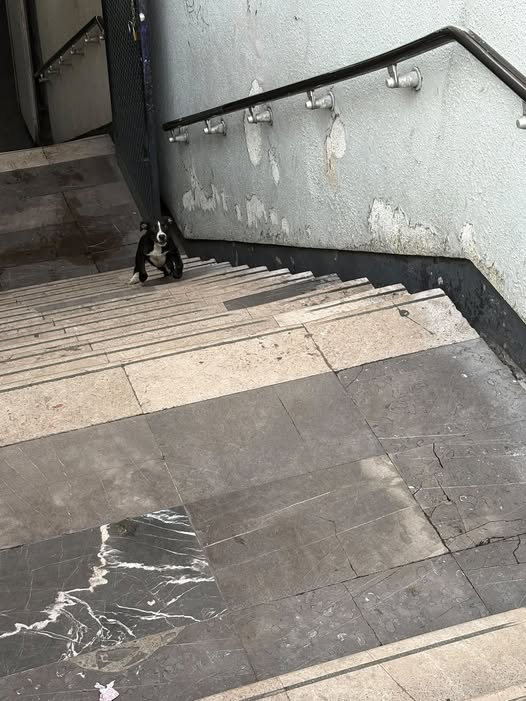 Foto del avistamiento de perro