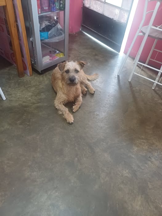 Dog sighting photo
