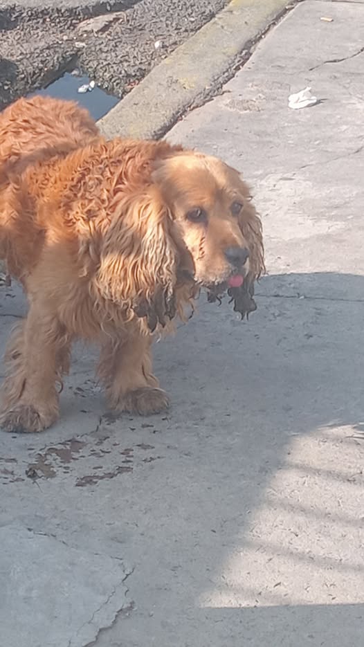Dog sighting photo