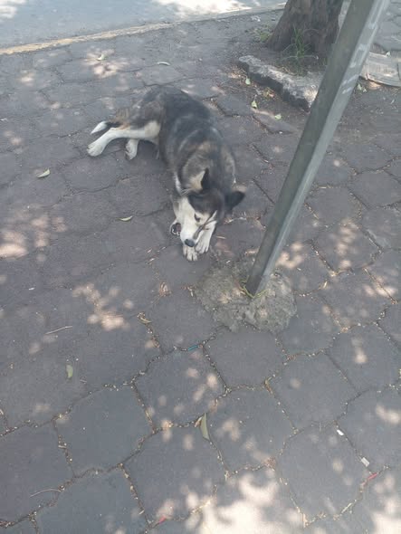 Dog sighting photo