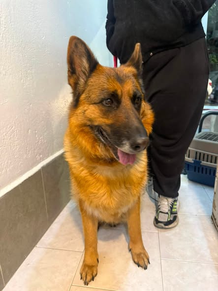 Foto del avistamiento de perro