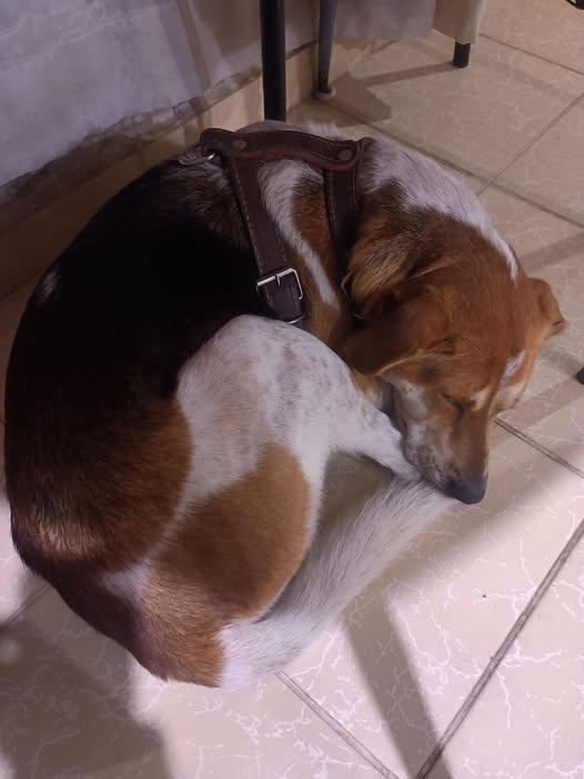 Foto del avistamiento de perro
