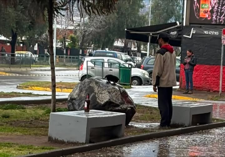 Foto del avistamiento de perro