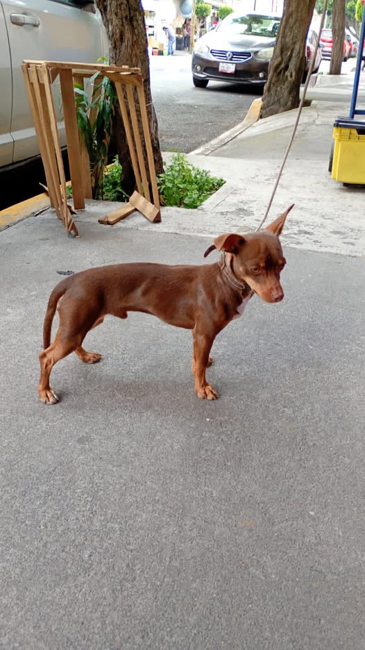 Dog sighting photo