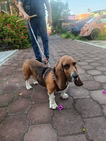 Foto del avistamiento de perro