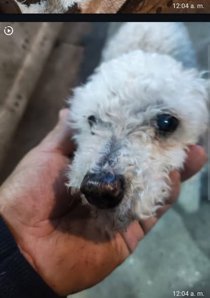 Foto del avistamiento de perro