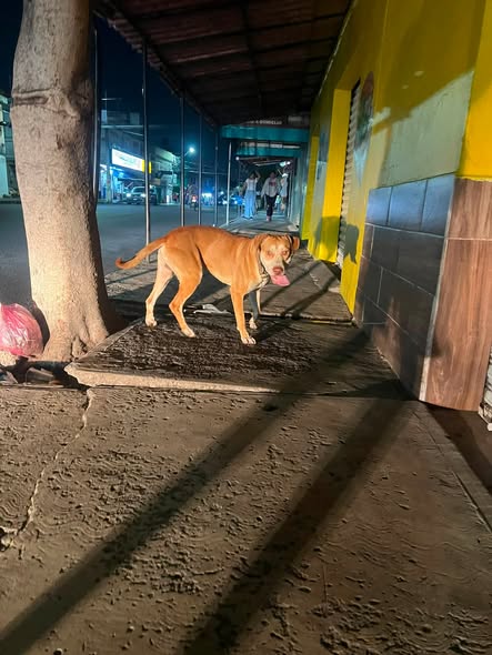 Dog sighting photo