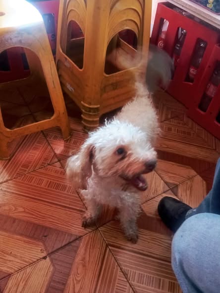 Foto del avistamiento de perro