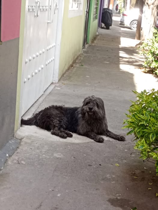 Dog sighting photo