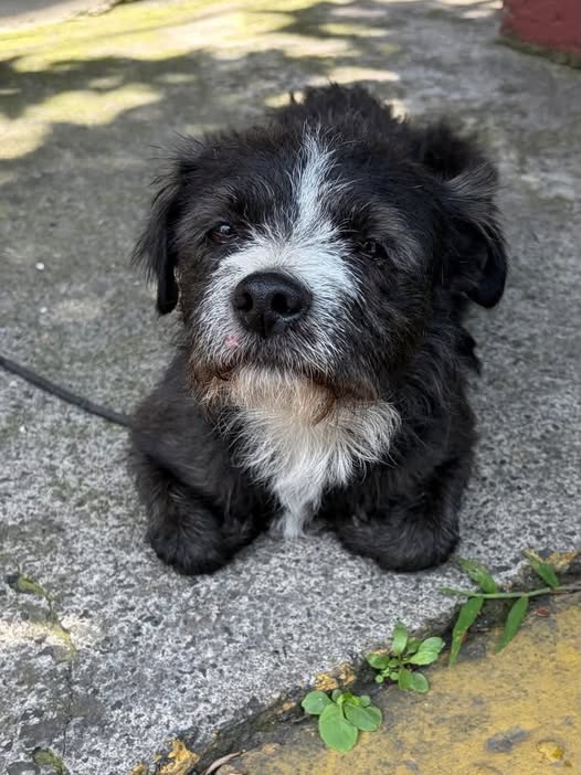 Foto del avistamiento de perro
