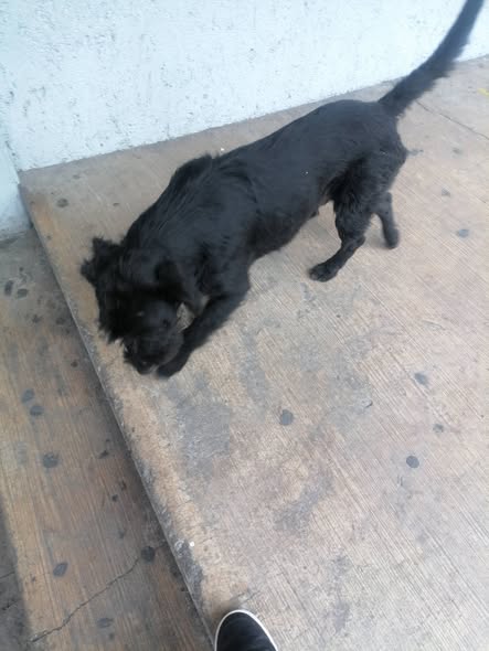 Dog sighting photo