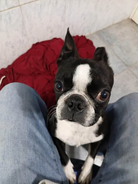 Dog sighting photo