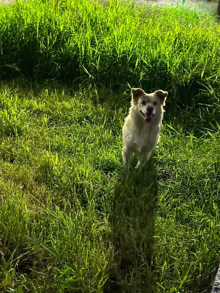 Foto del avistamiento de perro