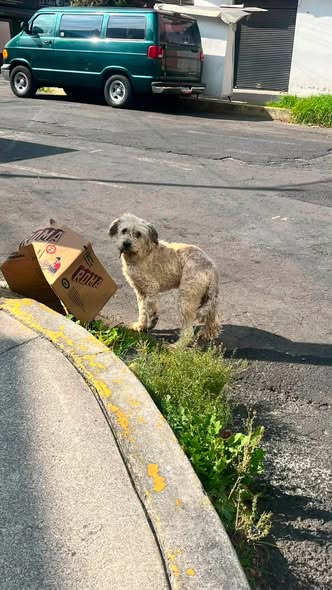Dog sighting photo