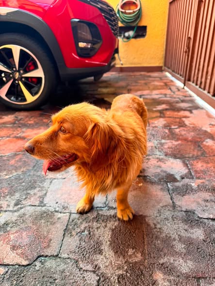Foto del avistamiento de perro