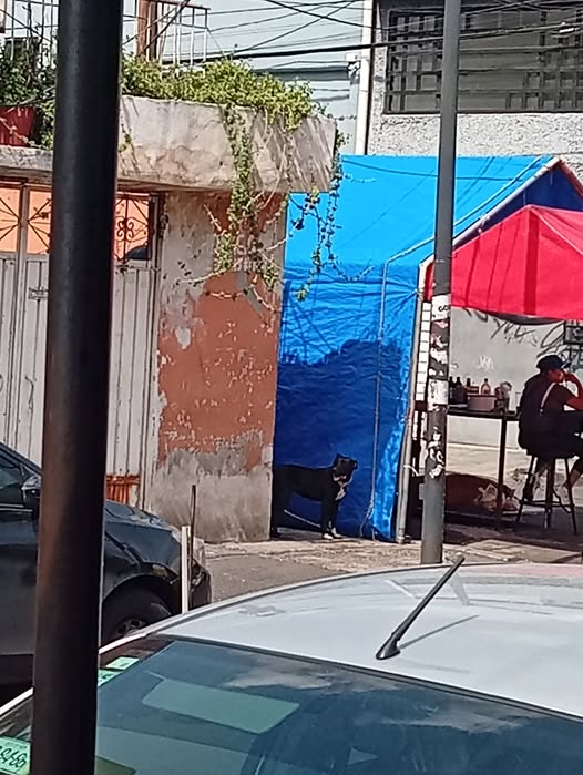 Foto del avistamiento de perro