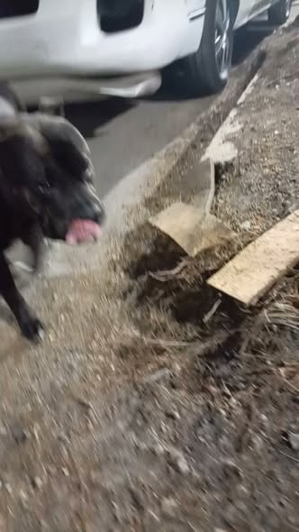 Dog sighting photo