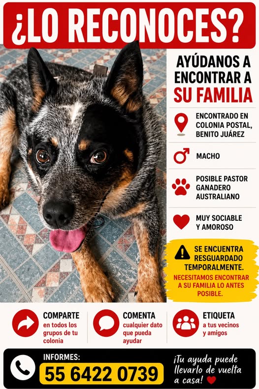 Foto del avistamiento de perro