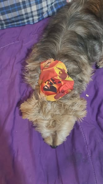 Foto del avistamiento de perro